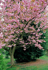 Cherry blossom at Lamer