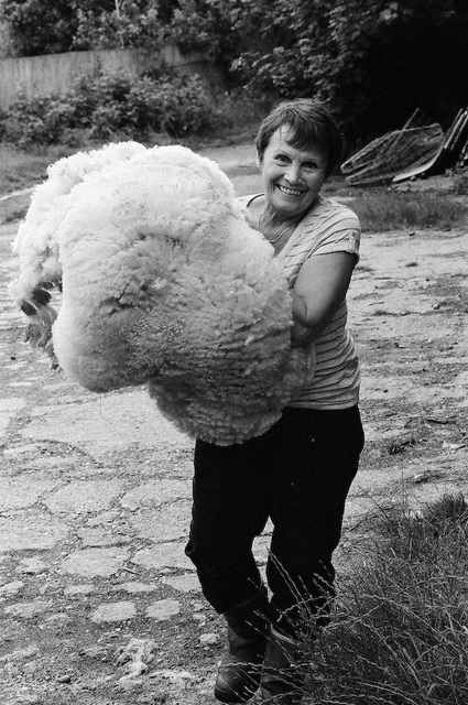 Sheep shearing (8)