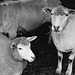 Sheep shearing (4)