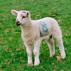 Lamer lambs (2)