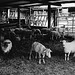 Sheep shearing (2)