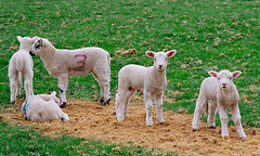 Lamer lambs (1)