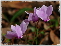 CYCLAMENS D'AUTOMNE