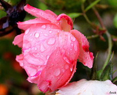 perles de pluie, un après midi d'automne - ------- bon WEEK END  à tous