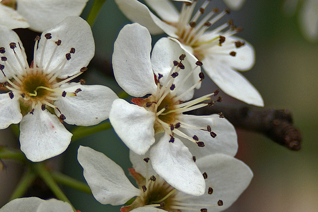 Bradford Pear Blossoms-2