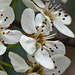 Bradford Pear Blossoms-2