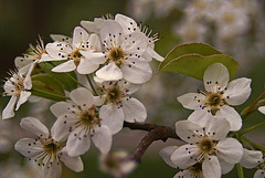 Bradford Pear Blossoms-1