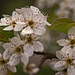 Bradford Pear Blossoms-1