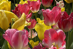 A Riot of Tulips