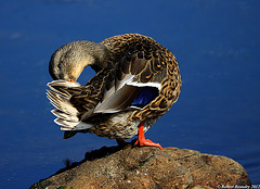 Canard colvert ( femelle )