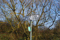 No galloping