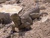 The fearsome Cuban iguana