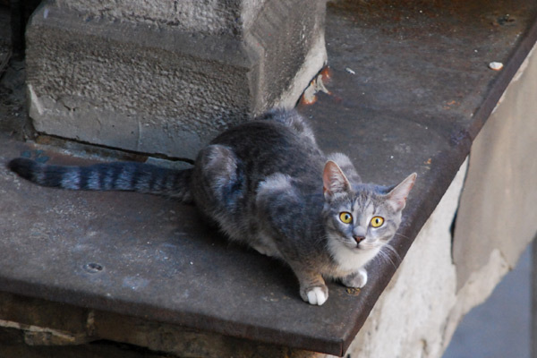Belgrade cat