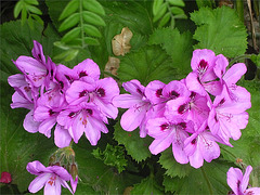 Flores lilas