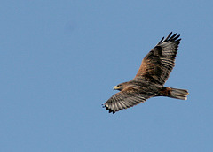 Ferruginous Hawk (dark morph)