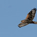 Ferruginous Hawk (dark morph)