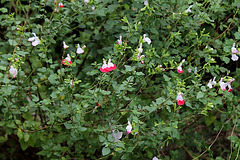 Salvia microphylla 'Hot Lips ' (2)