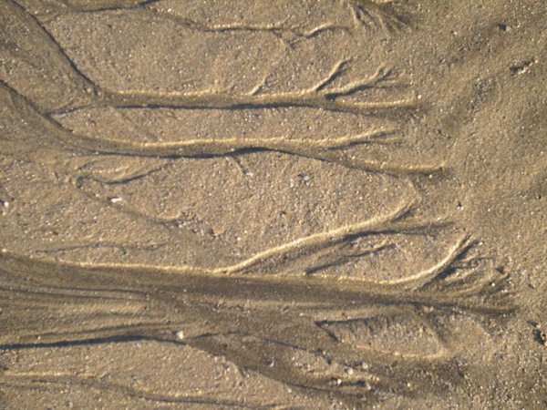 Veins in the sand