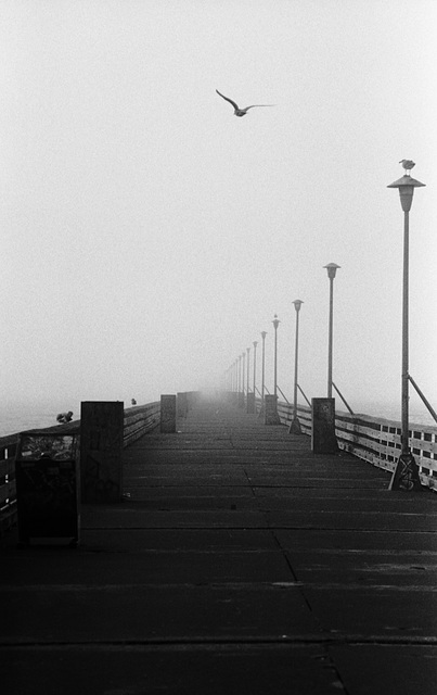 pier in fog with seagulls