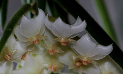 Hoya linearis