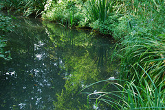 Pond, Wandsworth Common