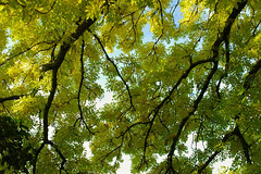 Green-yellow leaves