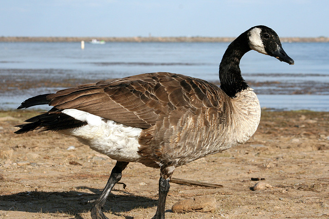 Friendly Canada Goose