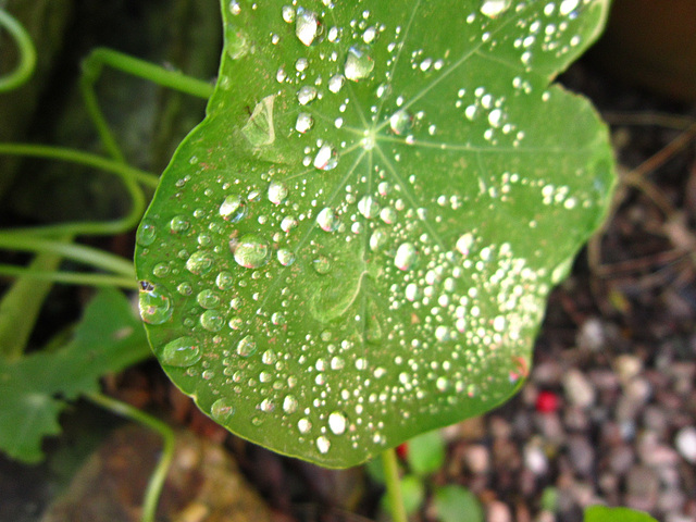 Raindrops on the nasturtium leaf