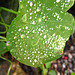 Raindrops on the nasturtium leaf