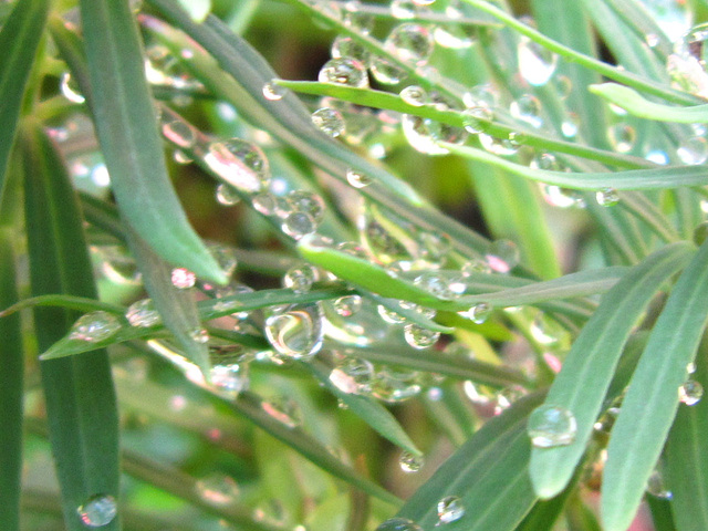 The silver drops on the leaves