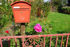 Postbox with roses