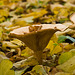 Autumn fungus (1)