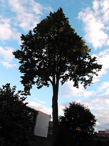 Arbre olympique / Olympic tree - 28 août 2012.