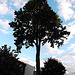 Arbre olympique / Olympic tree - 28 août 2012.