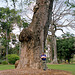 Kris and a big tree