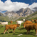Cows Enjoying the View