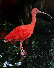 L'ibis rouge...