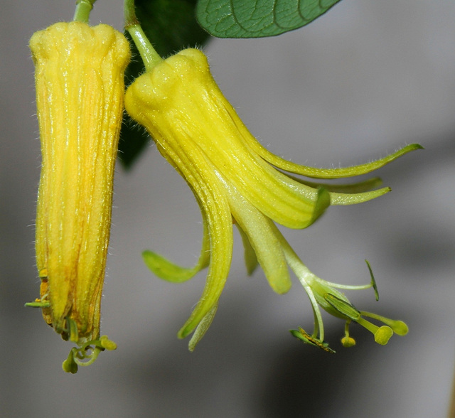 Passiflora citrina (7)