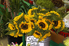 Sunflowers at the Atwater Market, Montreal