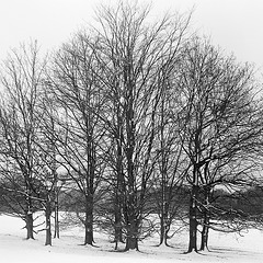 Snowy trees (1)
