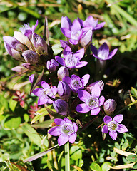 Alpenblume Kranzenzian