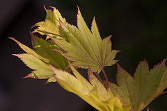 20120609 0569RAw [D~LIP] Gold-Ahorn (Acer shiras 'Aureum'), Bad Salzuflen