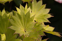 20120609 0566RAw [D~LIP] Gold-Ahorn (Acer shiras 'Aureum'), Bad Salzuflen