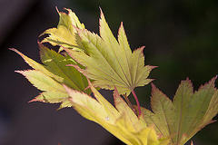 20120609 0568RAw [D~LIP] Gold-Ahorn (Acer shiras 'Aureum'), Bad Salzuflen