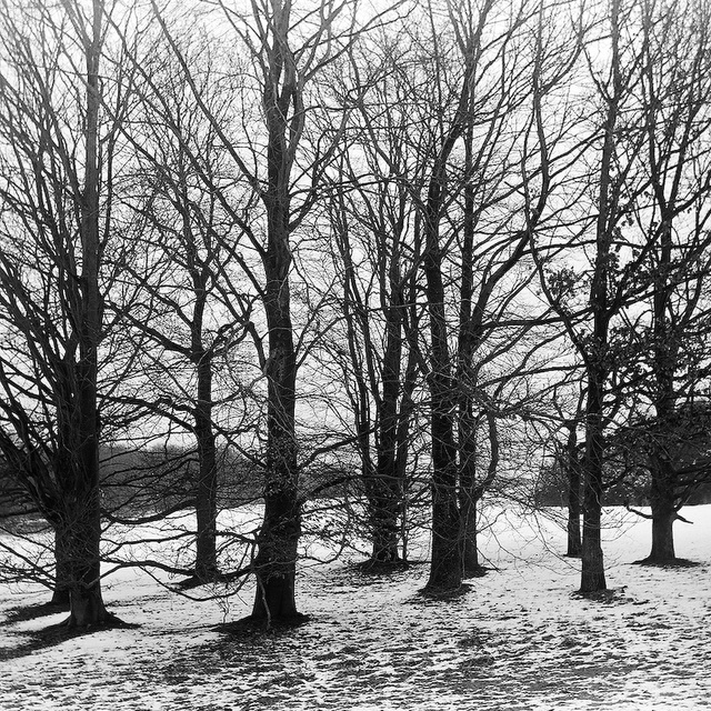 Snowy trees (2)