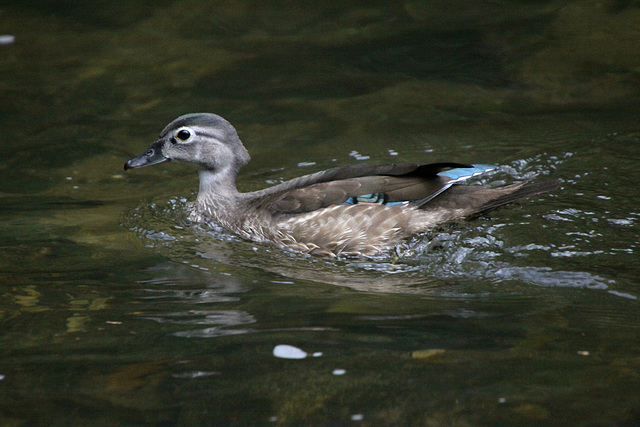 Juvenile Wood Duck