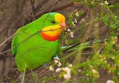 Superb Parrot (milieu naturel)