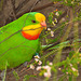 Superb Parrot (milieu naturel)