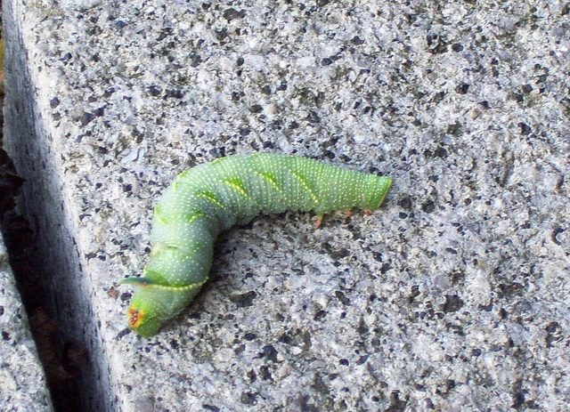 Lime Hawk-moth Caterpillar