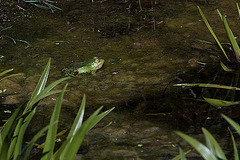 20120608 0558RAw [D~LIP] Wasserfrosch (Rana esculenta), UWZ, Bad Salzuflen